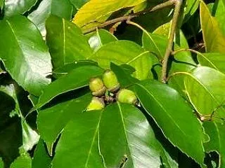 筋トレ、散歩、水泳、襟つきニット,食のコ…