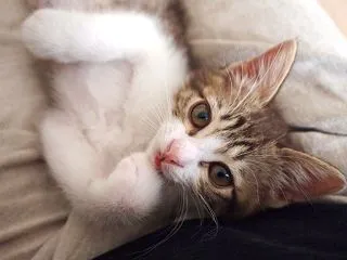 実は甘えたい猫。