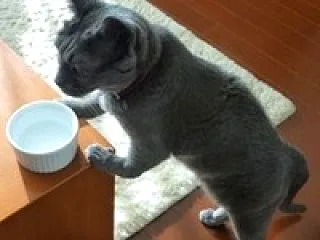 にんじんのステーキ