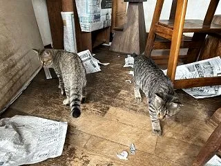 新聞が読めない理由