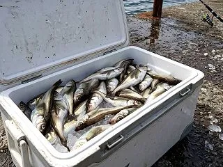 【2026年】ハタハタはどうなる？沖合漁…