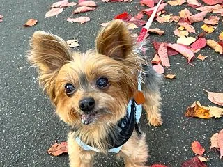 紅葉散歩とバーベキュー★元保護犬みるくの…