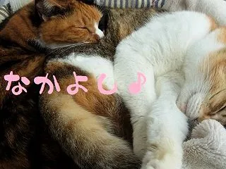 ニセ姉妹♪