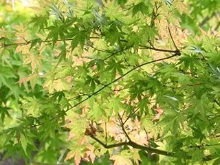 薄紅葉♪ でしゅ!!