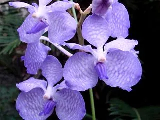 V．coerulea