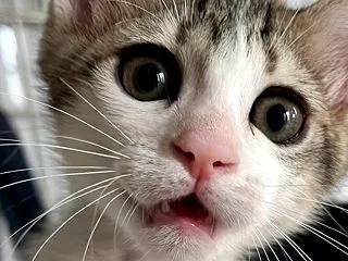 阿佐ヶ谷 猫ビル譲渡会＆チームVIVAN…