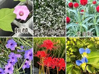 ++9月のウォーキング記録*& …
