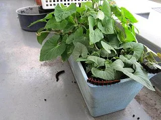 閲覧注意！！ 毛虫から蛹にはどうやってな…