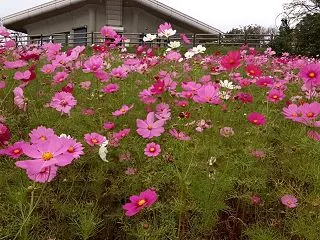 鷲ヶ峰コスモスパーク