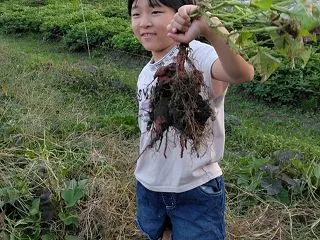 サツマイモ アンノン芋の試し掘り