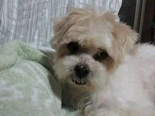 新入り・ポールの愉快な毎日