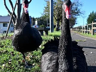 黒鳥