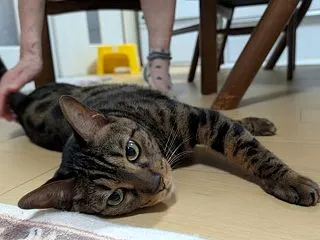 実家猫 ６