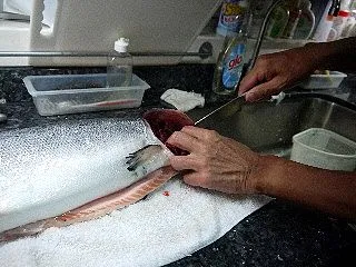 素人男のサーモン１匹の丸をさばく。尻尾ま…