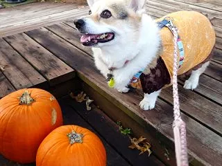 ハロウィンぼいところ🎃