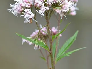 神無月 10月17日の誕生日の花と花言葉