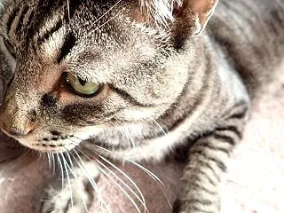 新！土曜日の恋猫！