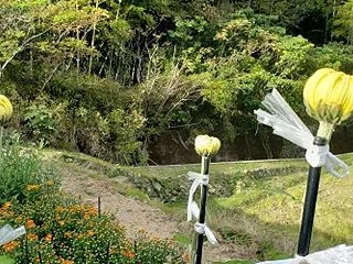 長幹が咲いていません。