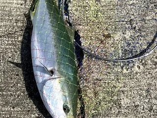 ノマセでブリ