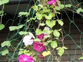 坂道に朝顔ネット伝い咲き
