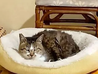 ケイちゃんのベットを占領