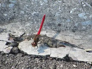 歩いたら秋