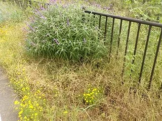 雑草に負けじと色々花の咲く（新河岸川・弁…
