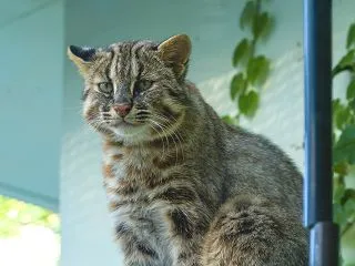  ツ シ マ ヤ マ ネ コ