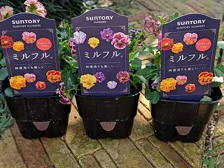 今シーズン初のお迎えのパンビオと「静岡京…
