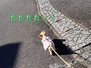 お散歩大好き♪