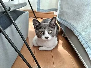 野良ねこ保護ノート（１２）元気になった