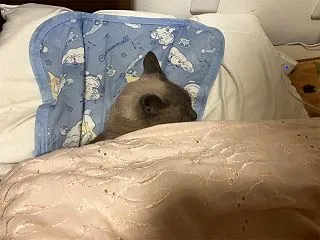 私の枕でスヤスヤ眠る猫氏｜みゃあ、それは…