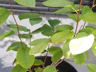 【園芸】ジューンベリーリージェント