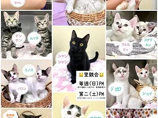 ★本日１０/１８（日）里親会 TNR日本…