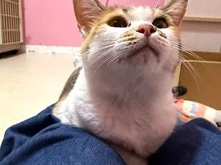 猫ビルの神様
