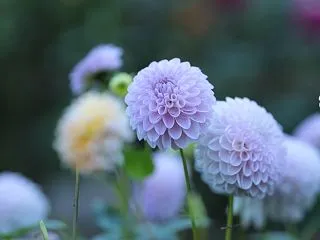 両神山麓花の郷ダリア園・・・２