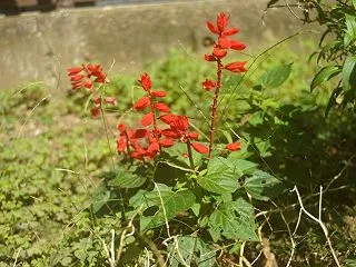 【COSINA】19-35mm f3.5…