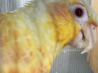 毛繕いの画を撮りたいのに