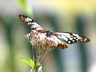待っていました～旅する蝶アサギマダラがや…
