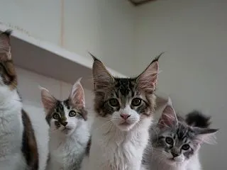 長いトンネルを抜けると・・・・・・子猫通…