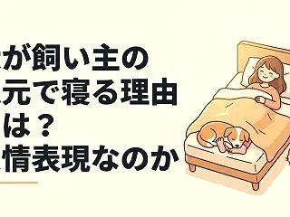犬が飼い主の足元で寝る理由とは？愛情表現…