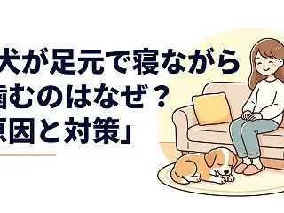 犬が足元で寝ながら噛むのはなぜ？原因と対…