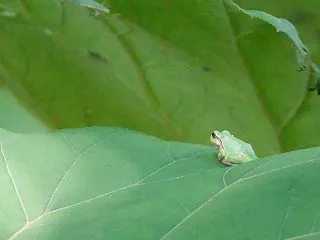 アマガエル・・・
