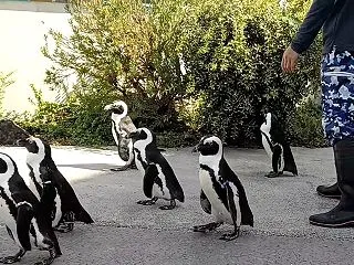 【おひとり様のセミFIRE123】動物は…