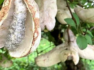 自宅の庭で野生（自生）のアケビが取れまし…