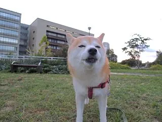 一人ぼっちの思ひででちゅ