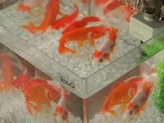 金魚をいっぱい買いました