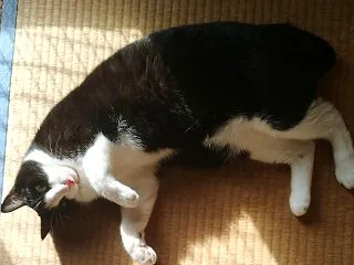 動物番組を見て癒やされたいのに、ツッコミ…