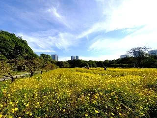 浜離宮恩賜庭園 キバナコスモス