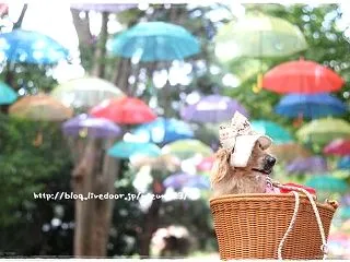 ★一面に～は難しく(;^ω^)★
